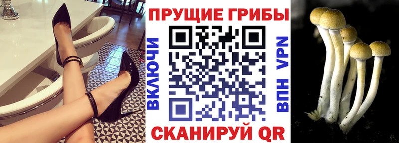 Галлюциногенные грибы Psilocybe  Дубна 